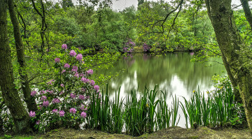 Картинка природа реки озера лес цветы трава река