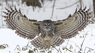 Картинка животные совы сова