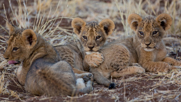 Картинка животные львы львята