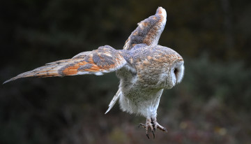 Картинка животные совы сова