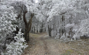 Картинка природа дороги деревья иней