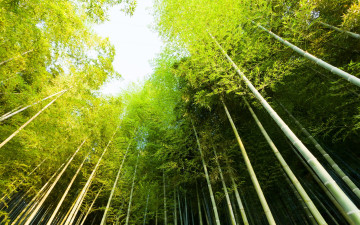 Картинка природа лес небо зелено деревья