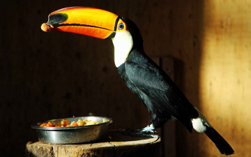 Картинка животные туканы тукан