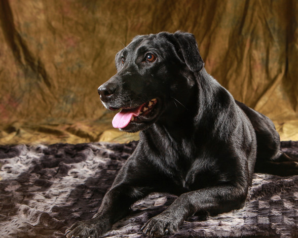 Обои картинки фото животные, собаки, пес