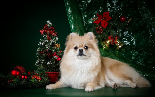 Обои картинки фото животные, собаки, новый, год, елка, шпиц