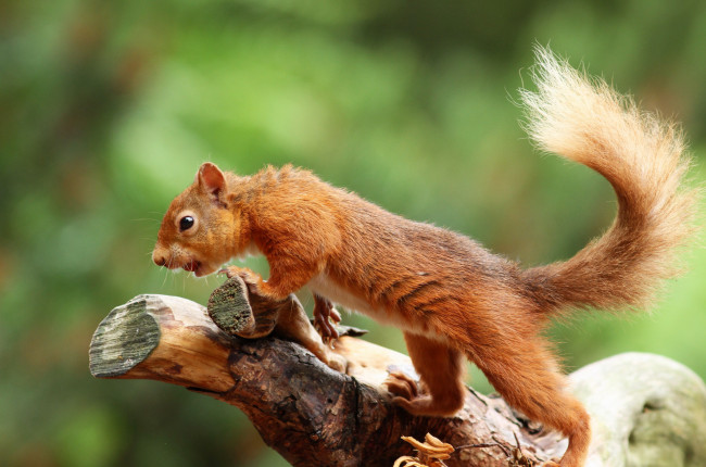 Обои картинки фото животные, белки, белка
