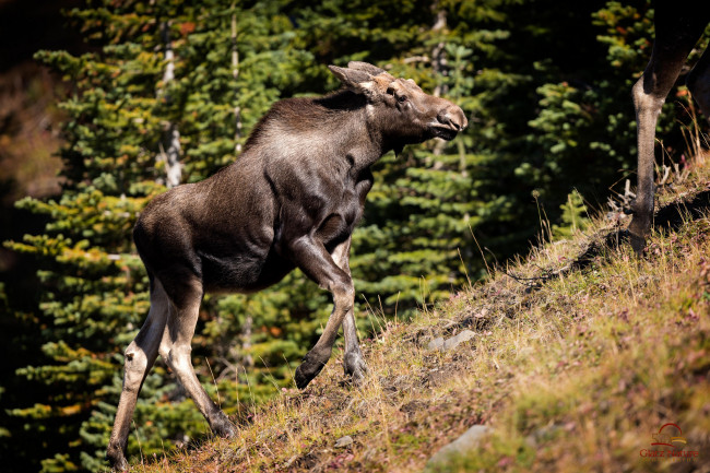 Обои картинки фото животные, лоси, лосиха, профиль, холм, склон, подъём