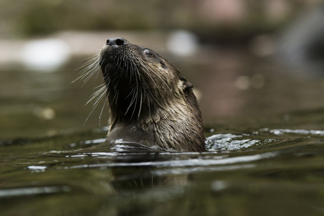 Обои картинки фото животные, выдры,  каланы,  ондатры, выдра, мордочка, усы, водоём, купание