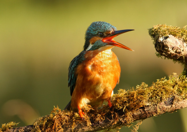 Обои картинки фото животные, зимородки, рыболов