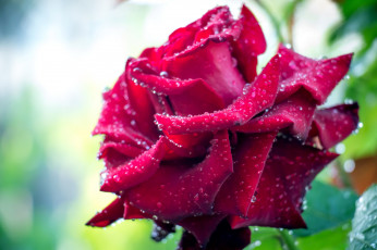 Картинка цветы розы капли
