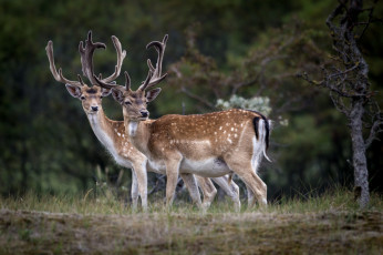 Картинка животные олени рога олень