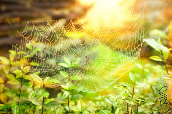 Картинка животные пауки паучок