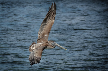 Картинка животные пеликаны пеликан