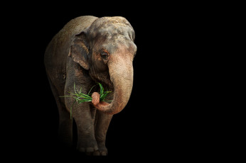 Картинка животные слоны слон