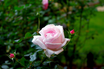 Картинка цветы розы бутоны розовый