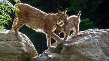 Картинка животные рыси рысь