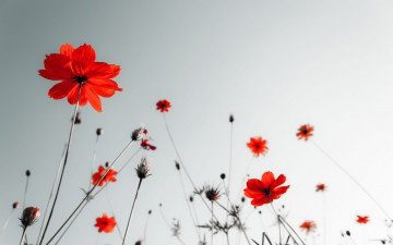 Картинка цветы космея бутоны оранжевые космеи небо