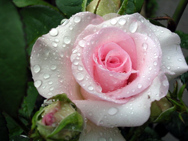 Обои картинки фото цветы, розы, розовый, капли