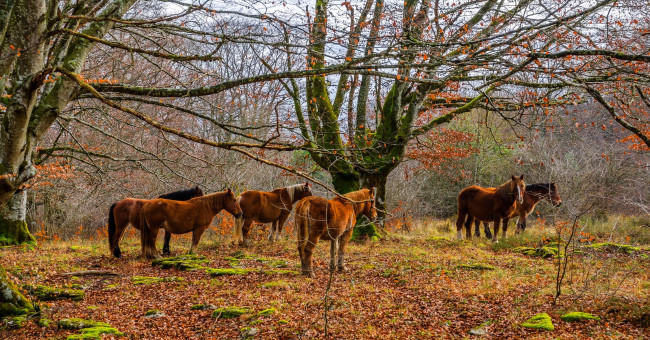 Обои картинки фото животные, лошади