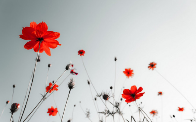 Обои картинки фото цветы, космея, бутоны, оранжевые, космеи, небо