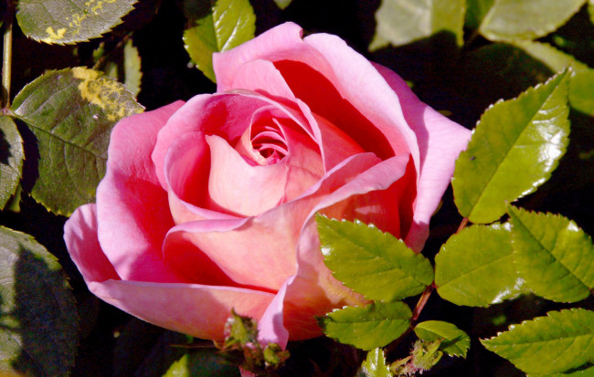 Обои картинки фото цветы, розы, розовый