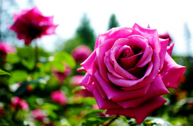 Обои картинки фото цветы, розы, розовый