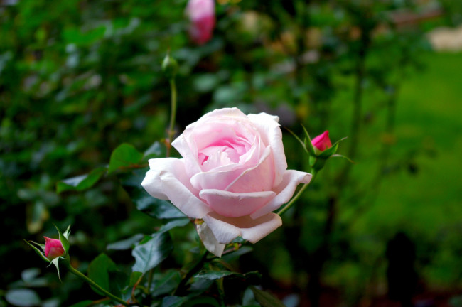 Обои картинки фото цветы, розы, бутоны, розовый