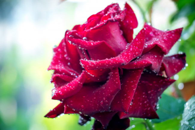 Обои картинки фото цветы, розы, капли