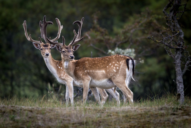 Обои картинки фото животные, олени, рога, олень