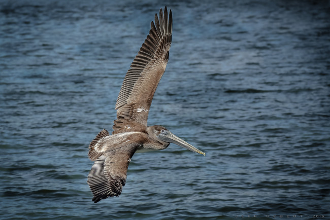 Обои картинки фото животные, пеликаны, пеликан