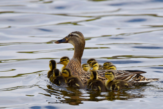 Обои картинки фото животные, утки, птенцы, утка