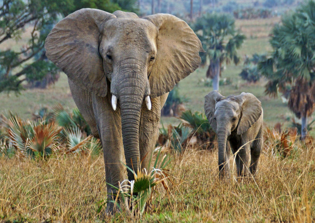 Обои картинки фото животные, слоны, слон