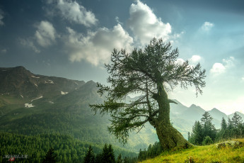 Картинка природа деревья простор