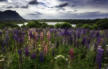 Картинка природа луга простор