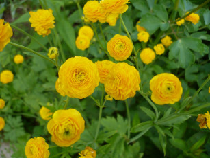 Картинка махровый+лютик цветы ранункулюс+ азиатский+лютик махровый жёлтые лютик