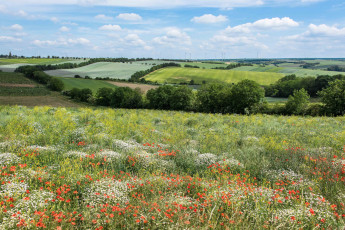 Картинка природа луга простор