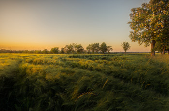 Картинка природа поля простор