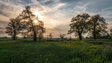 Картинка природа деревья простор