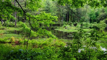 Картинка природа реки озера простор