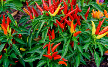 Картинка природа плоды перец