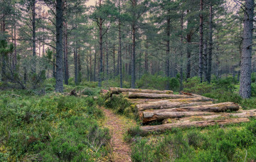 Картинка природа лес простор