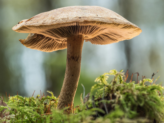 Обои картинки фото природа, грибы, осень