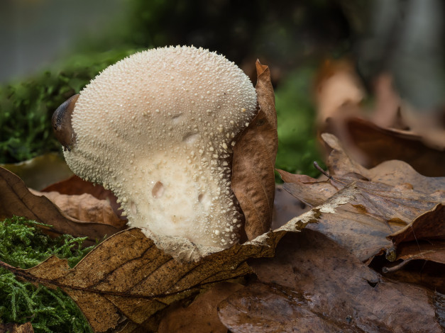 Обои картинки фото природа, грибы, осень