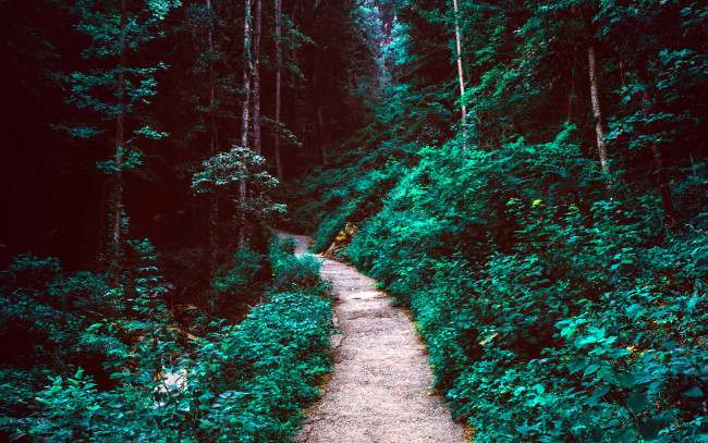 Обои картинки фото природа, лес, тропинка, деревья