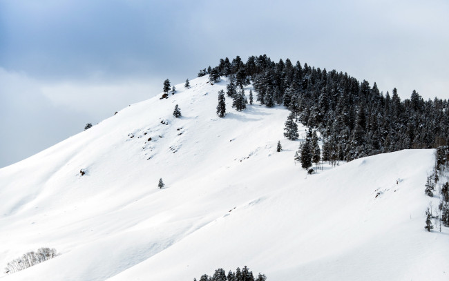 Обои картинки фото природа, зима, снег, деревья