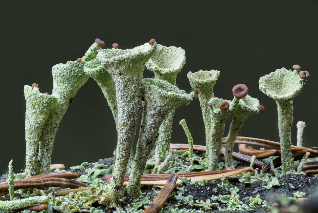 Обои картинки фото природа, грибы, осень