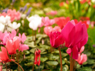 Картинка цветы цикламены цикламен