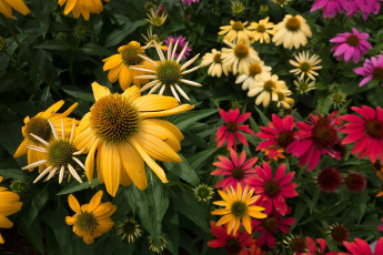 Картинка цветы эхинацея разноцветные