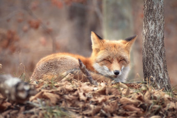 Картинка животные лисы лисица