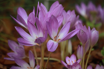 Картинка безвременник+осенний цветы безвременник осенний